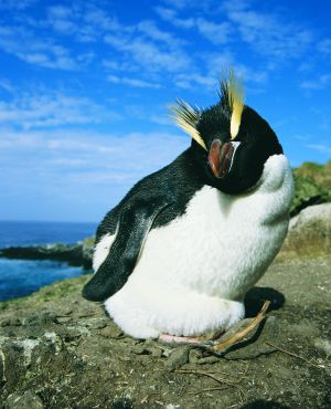 Erect-crested Penguin