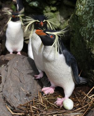 Northern Rockhopper Penguin