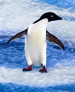 Adélie Penguin