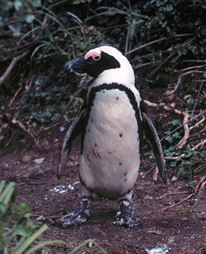 African Penguin