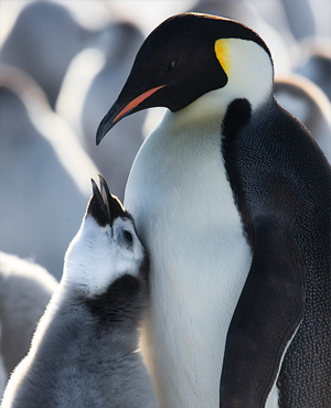 Emperor Penguin