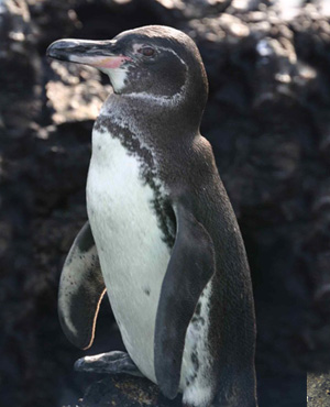 Galápagos Penguin