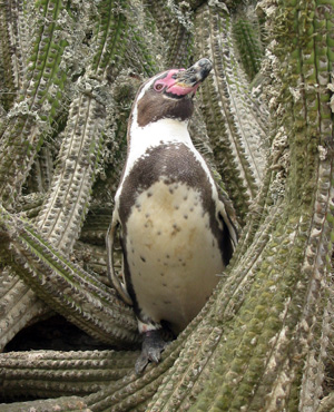 Humboldt Penguin