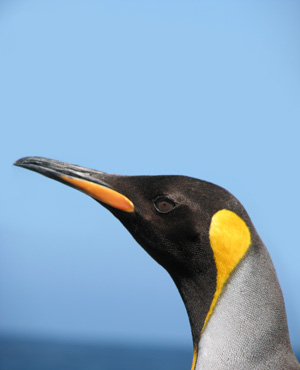 King Penguin