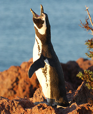 Magellanic Penguin