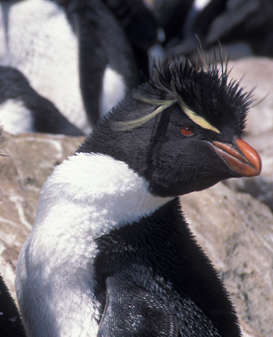 Southern Rockhopper Penguin