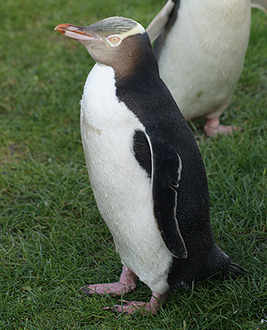 Yellow-eyed Penguin