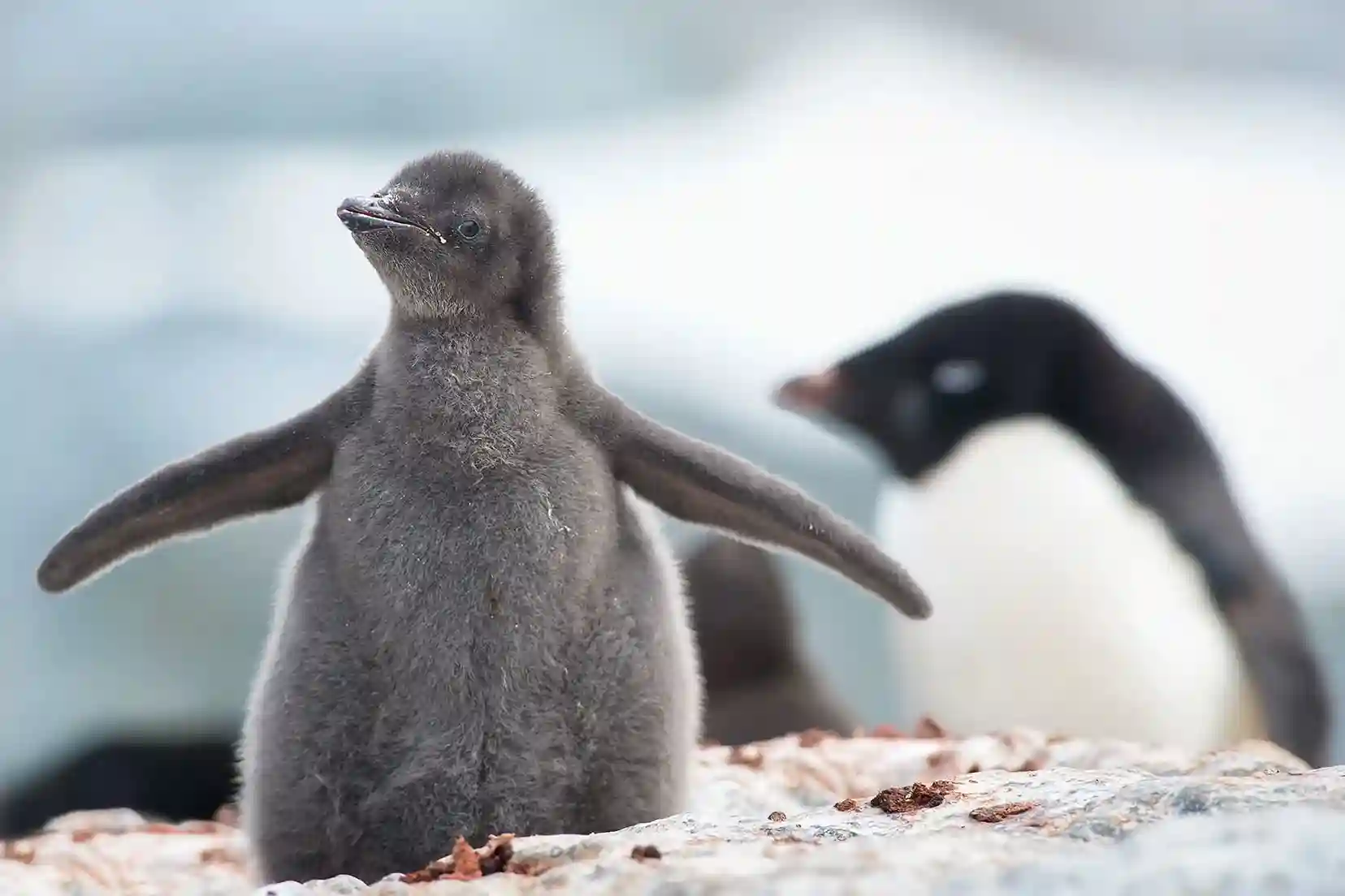 Pingüino 5