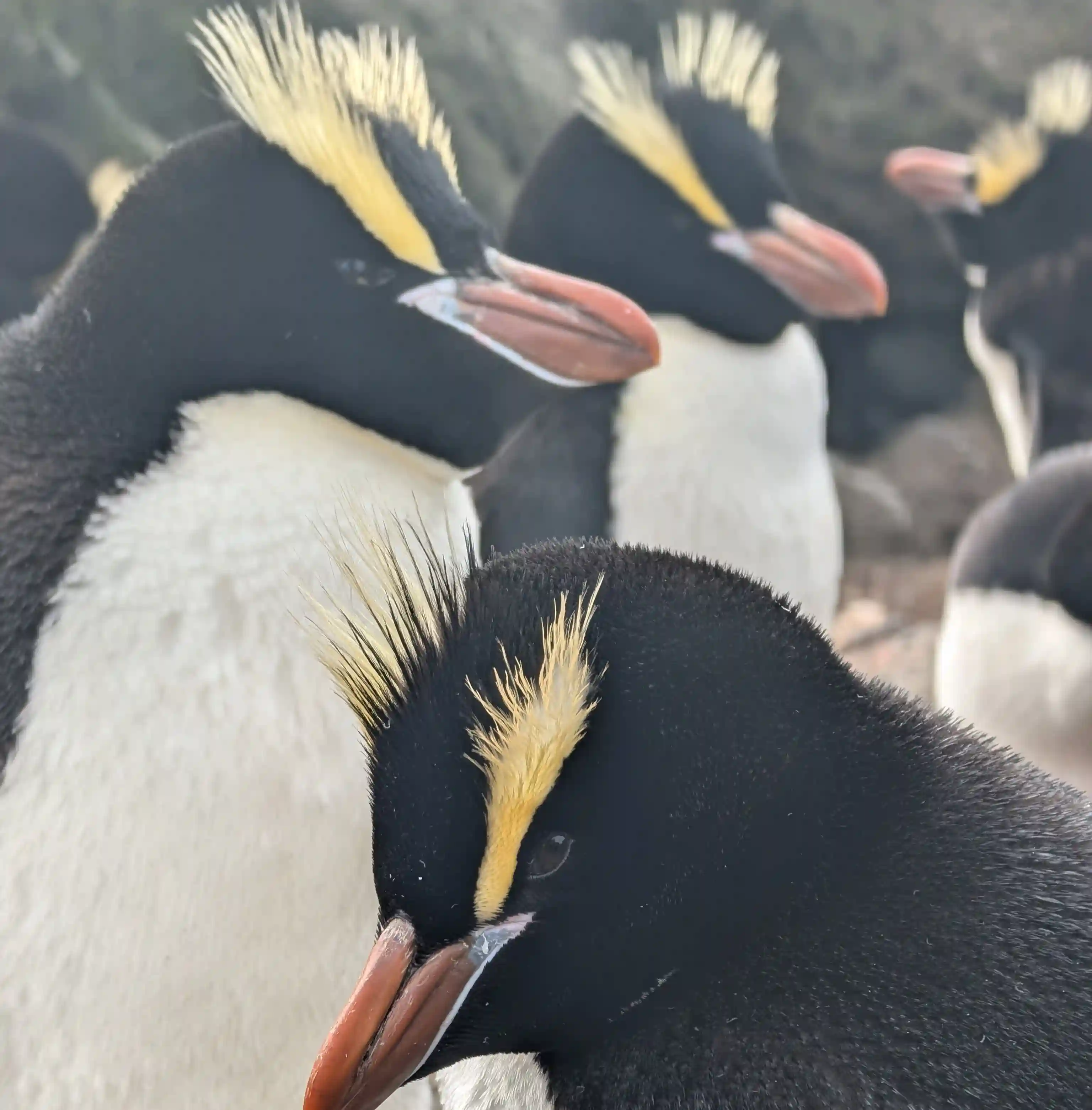 Pingüino 1