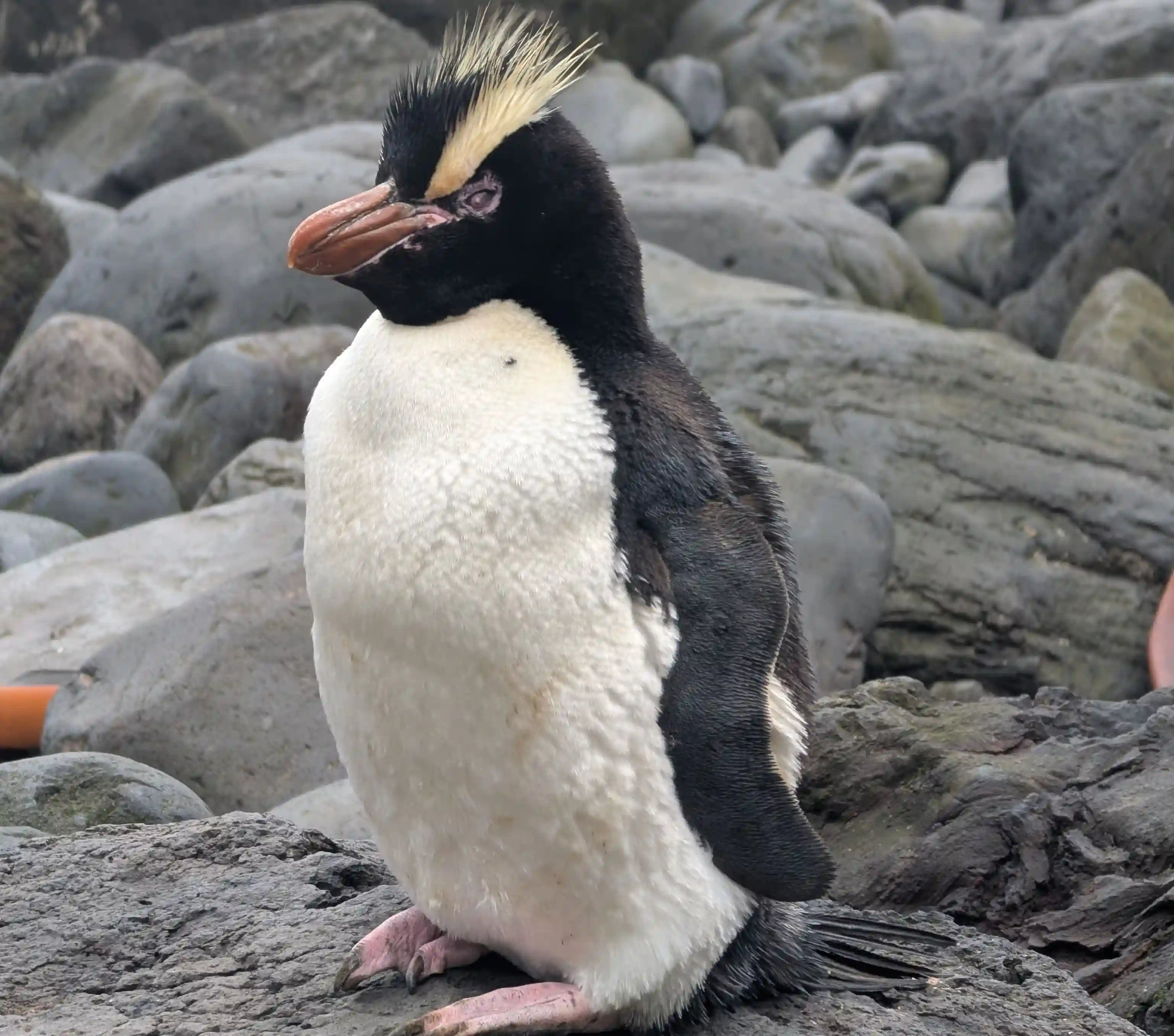 Pingüino 2