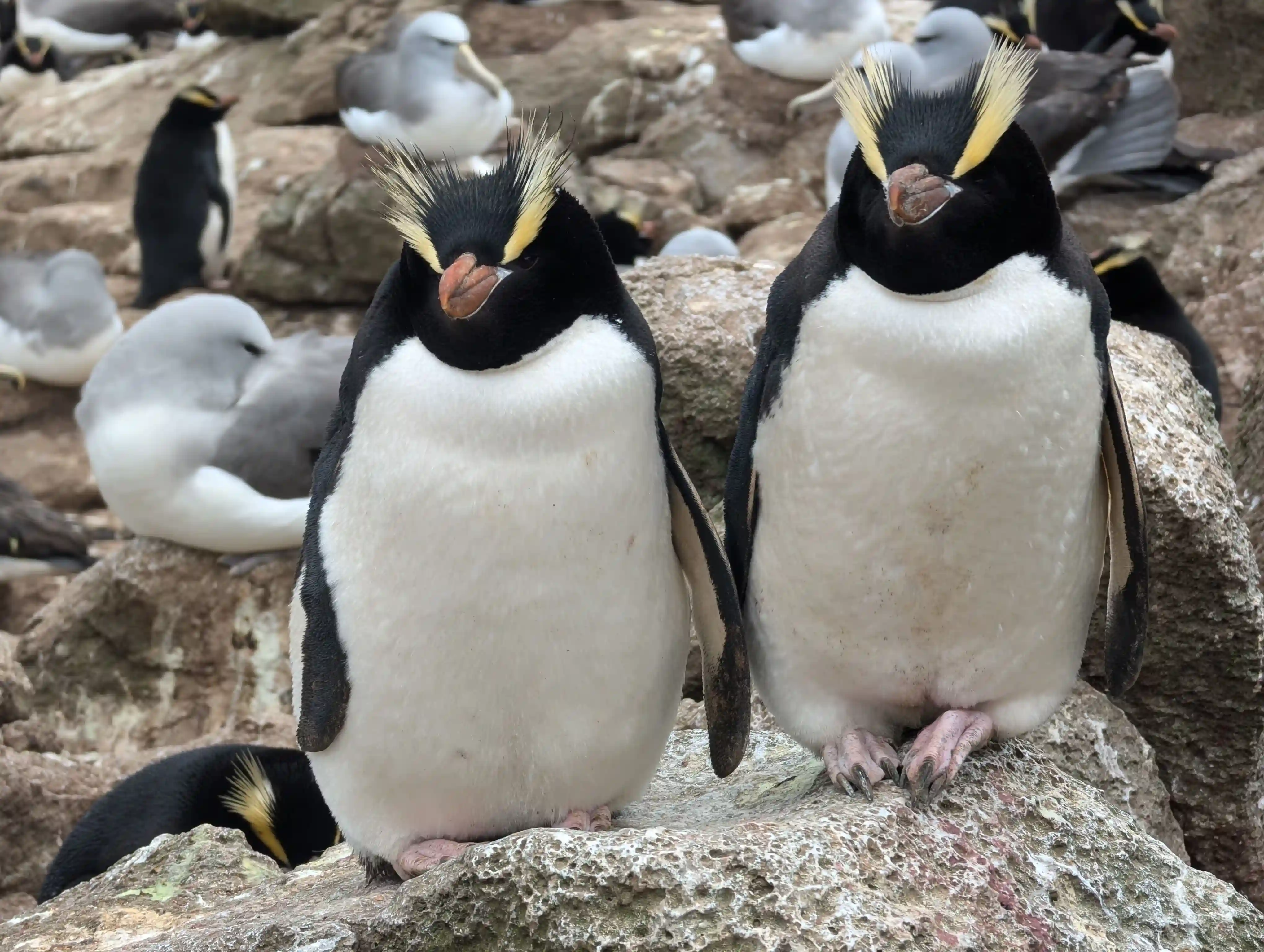 Pingüino 3