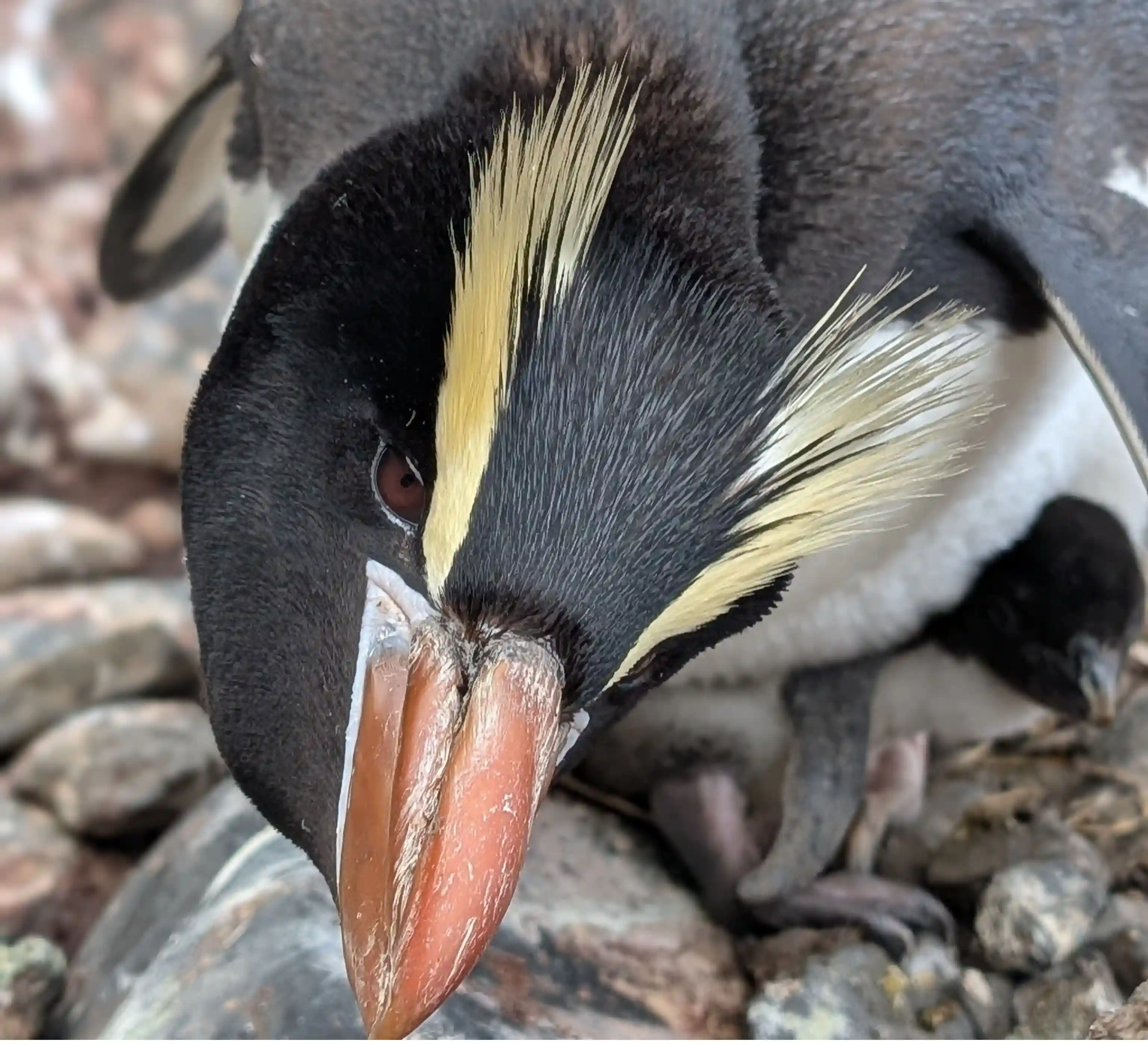 Pingüino 4