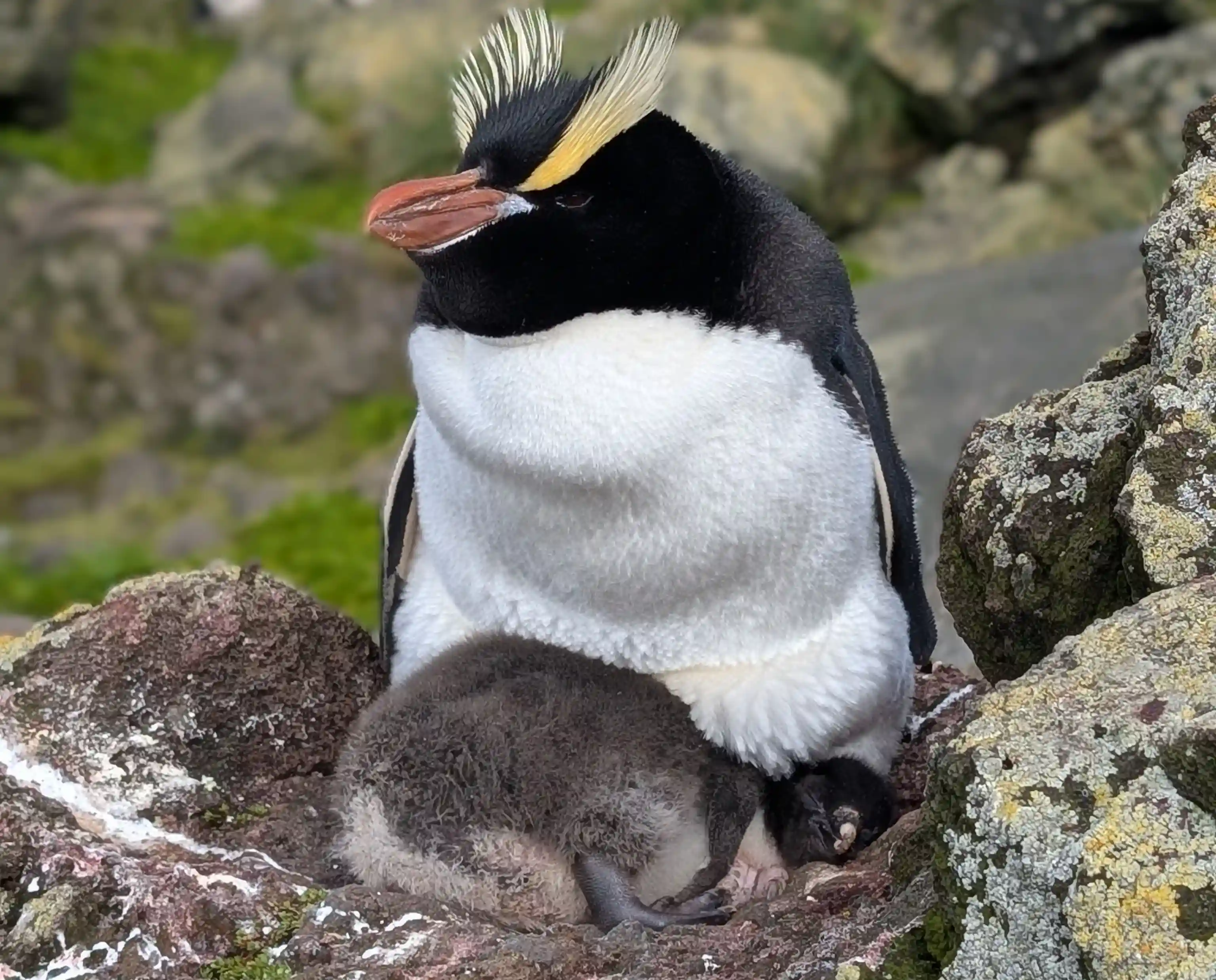 Pingüino 5