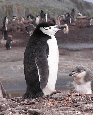 Pingüino de barbijo