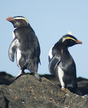 Pingüino de Fiordland
