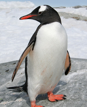 Pingüino Gentoo o Papúa