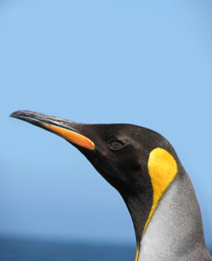Pingüino Rey