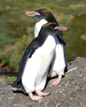 Pingüino Macaroni