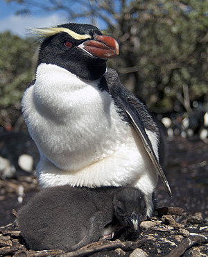 Pingüino de Snares