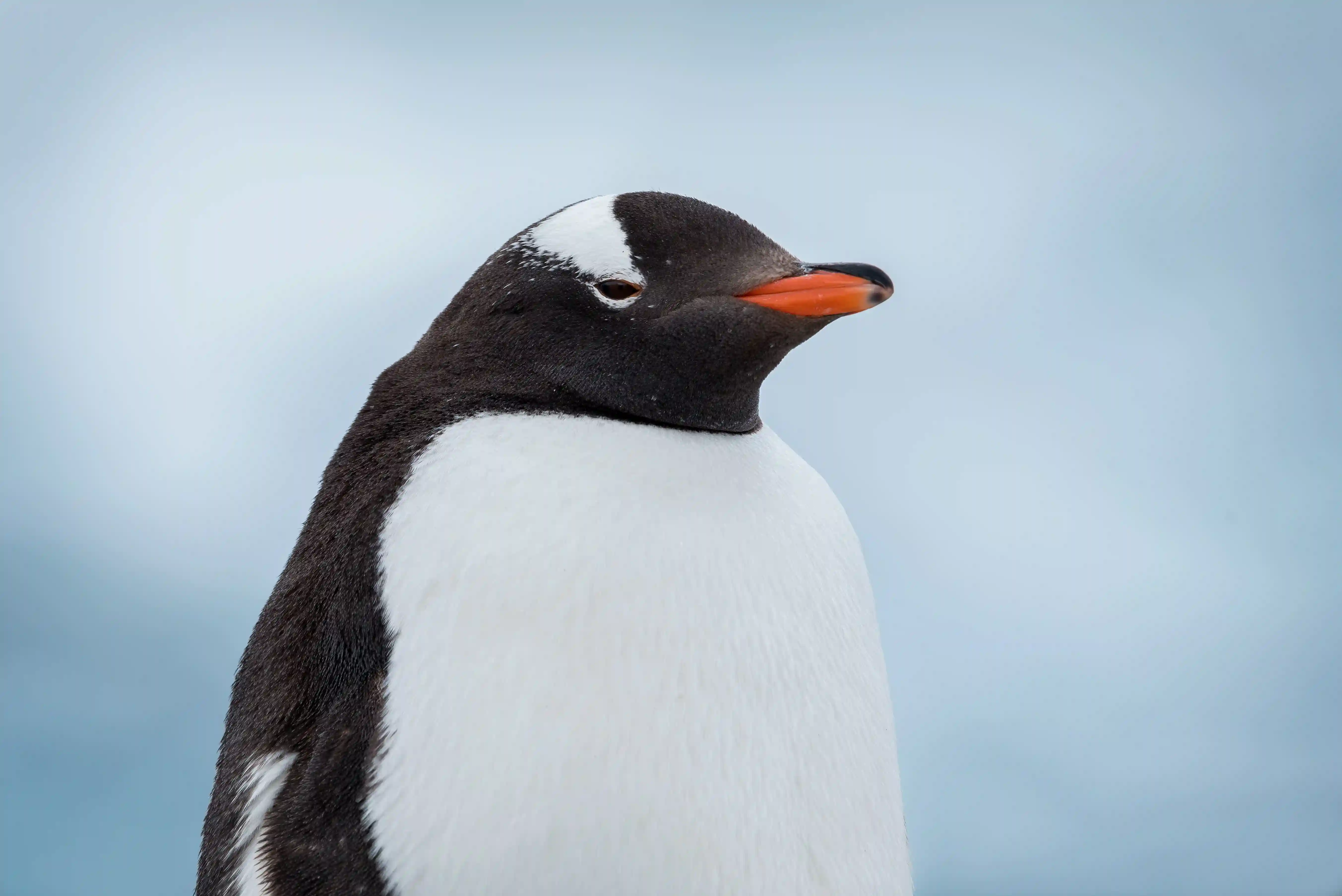 Penguin 2