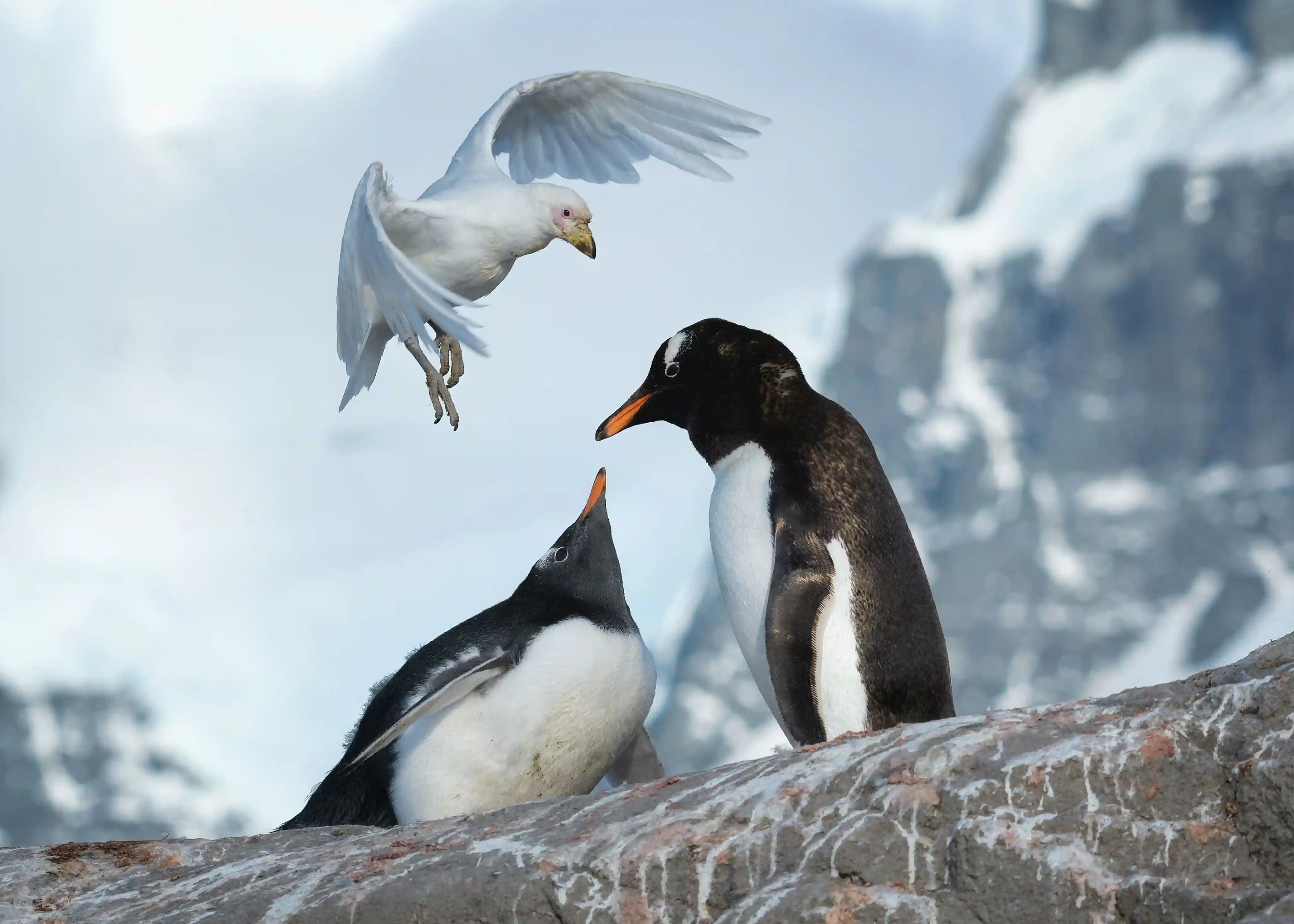 Penguin 4