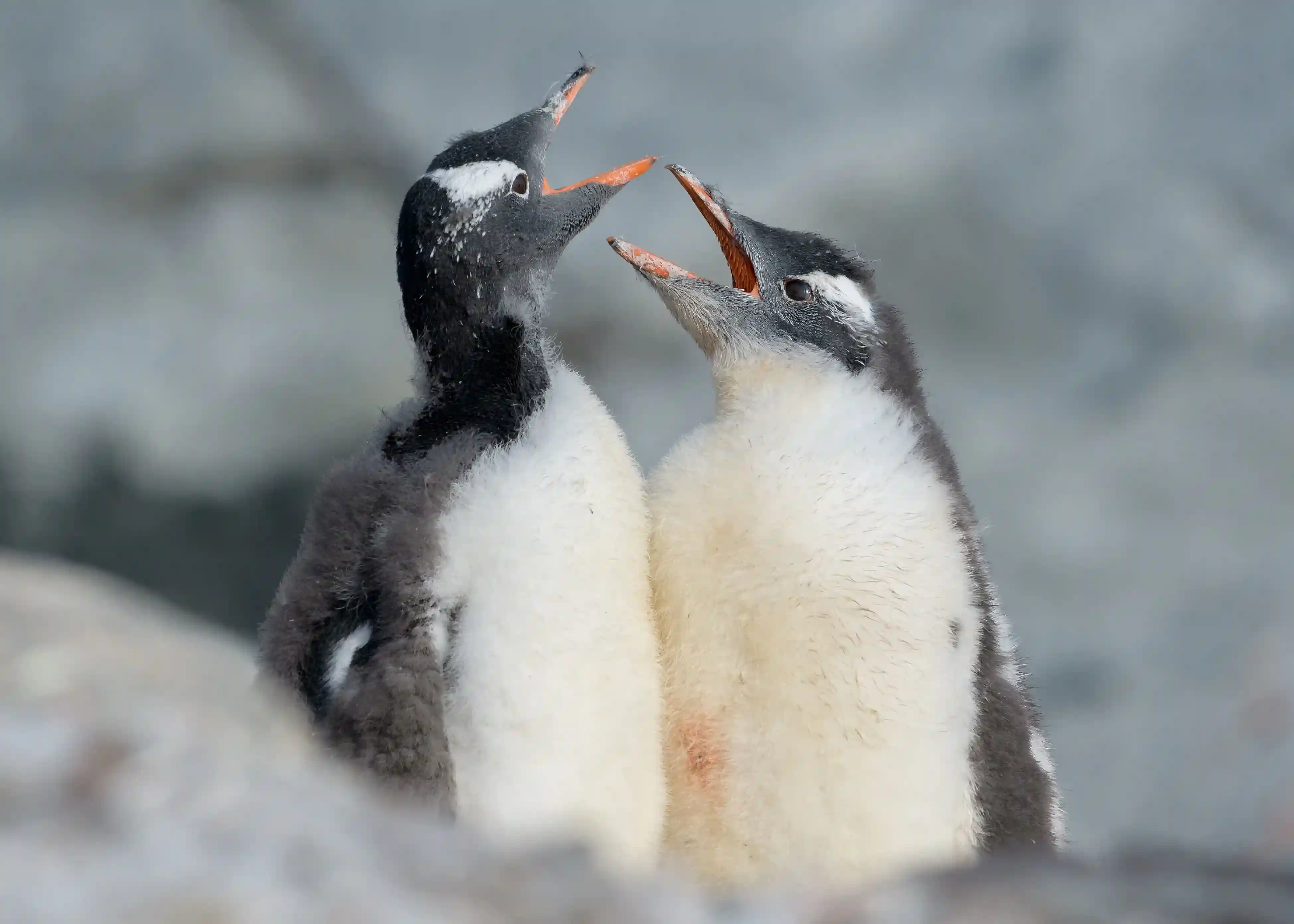 Penguin 5