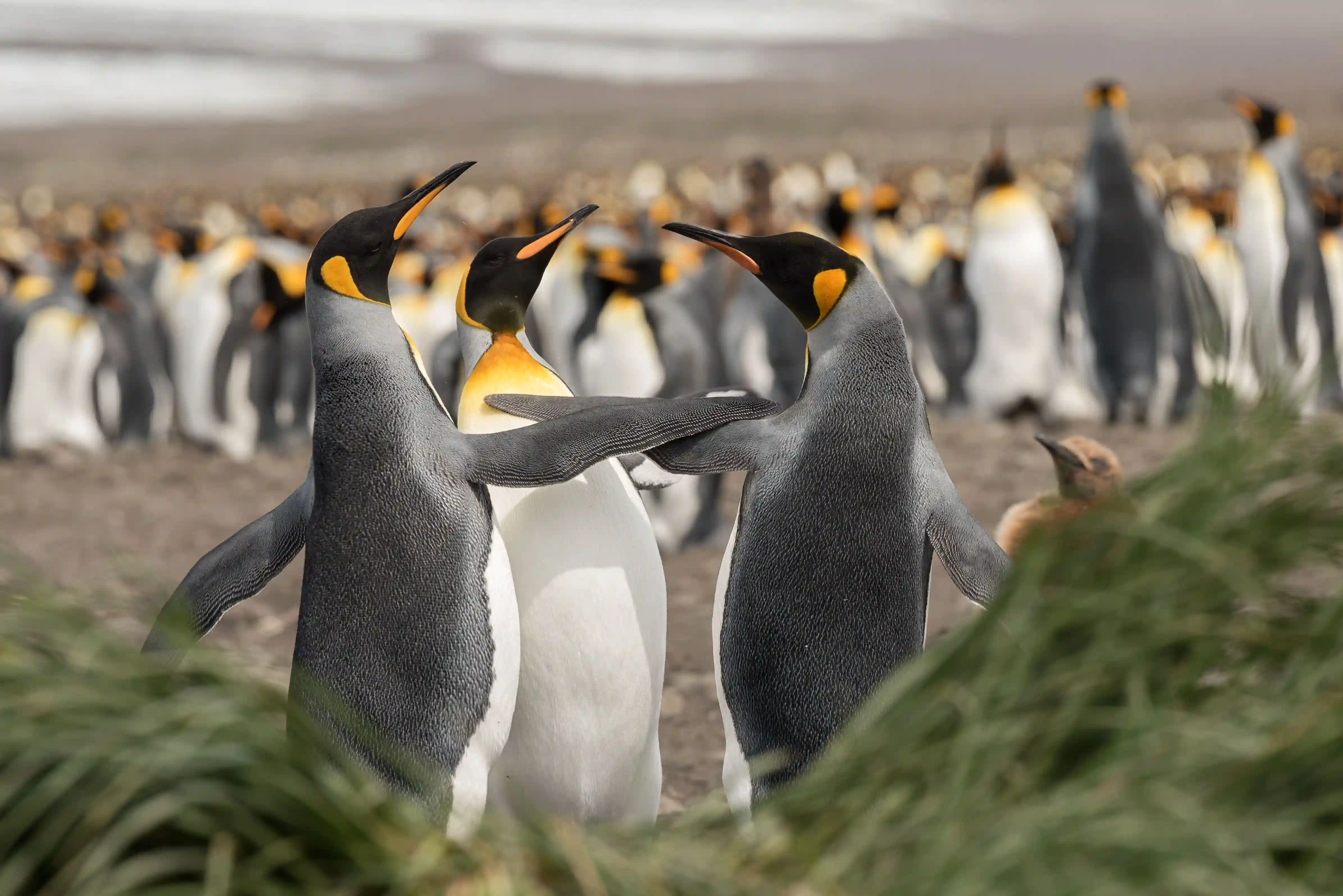 Penguin 1
