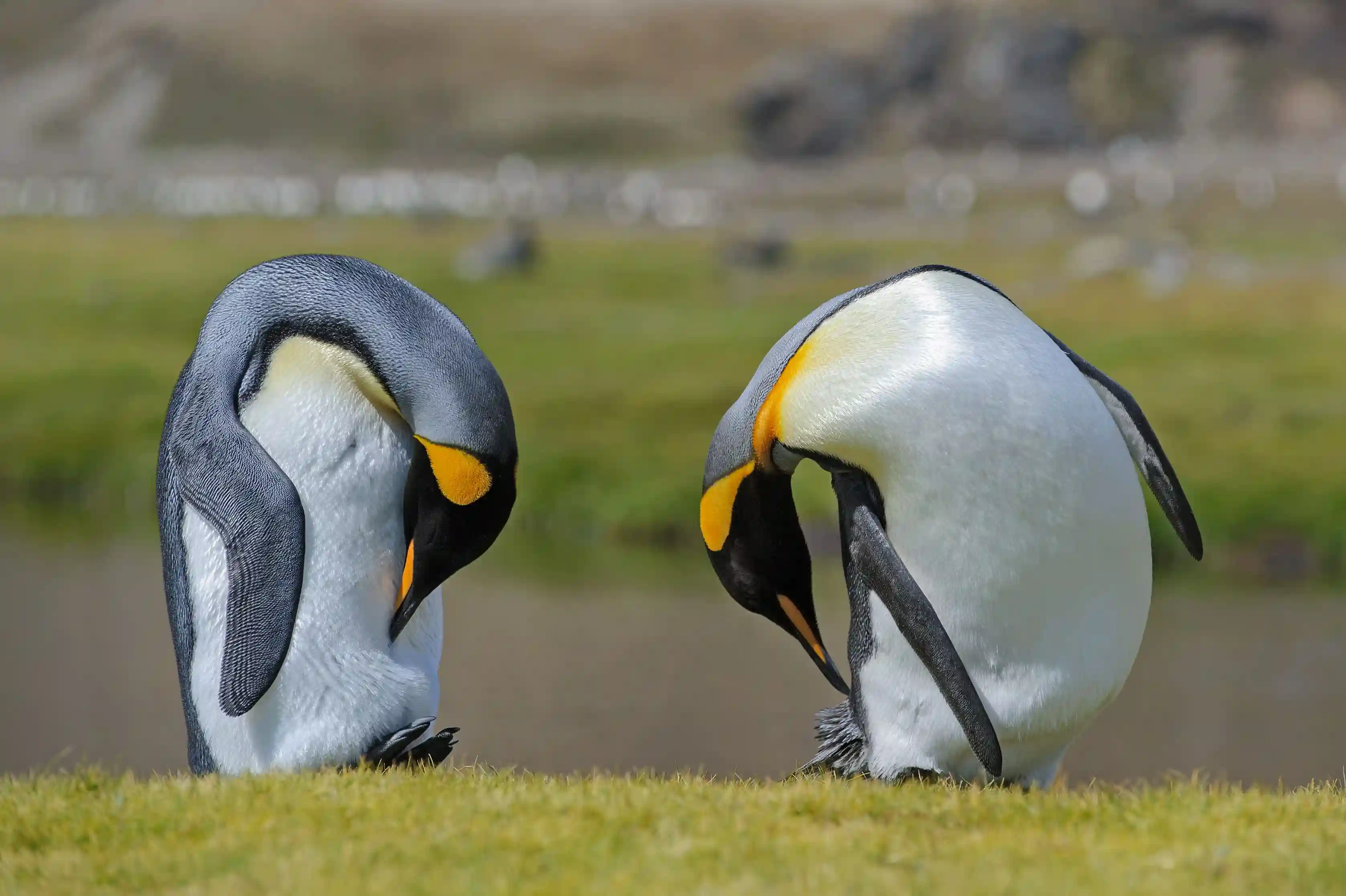 Penguin 2