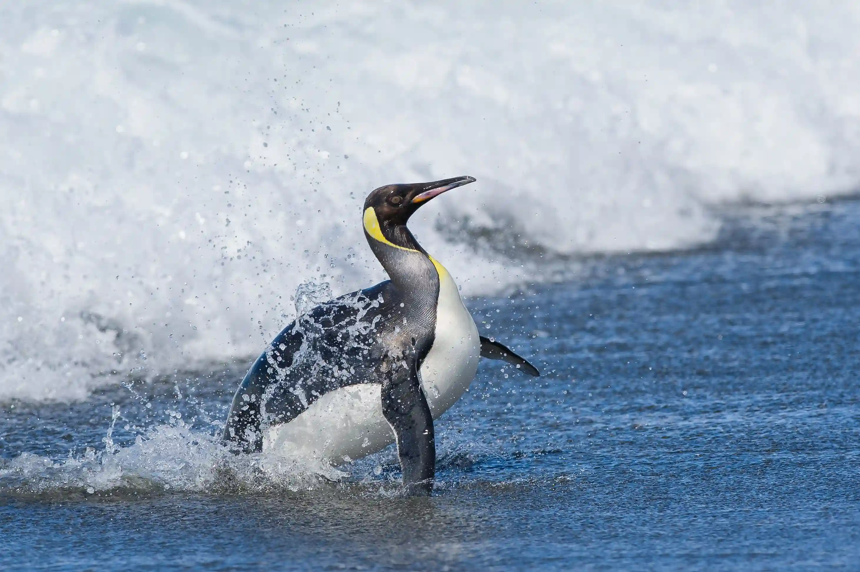Penguin 3