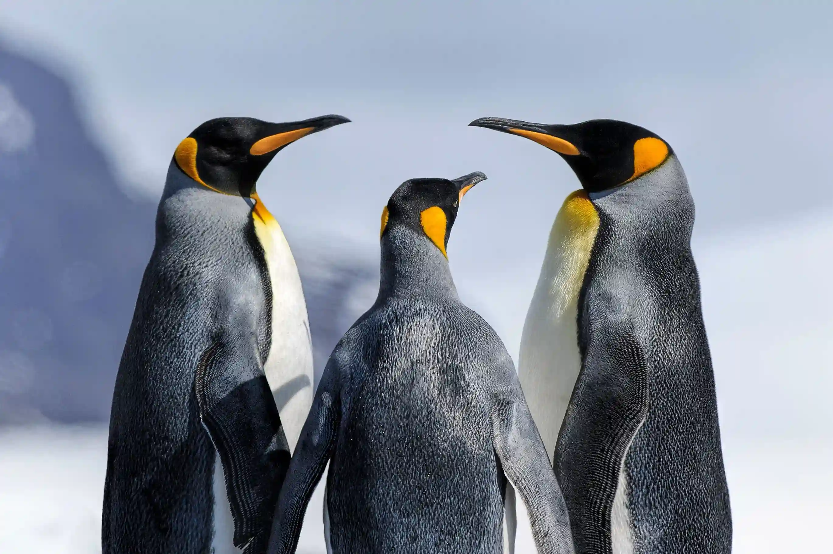 Penguin 4