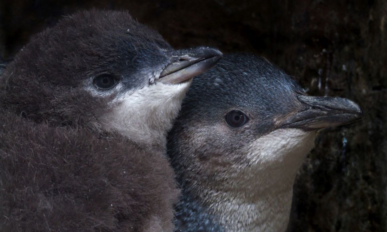 Little Blue Penguins ~ MarineBio Conservation Society