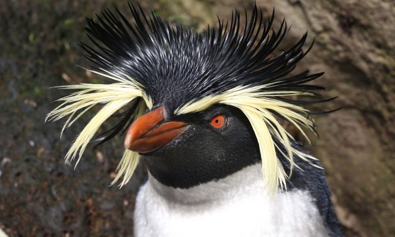 Rockhopper Penguin  Facts, pictures & more about Rockhopper Penguin