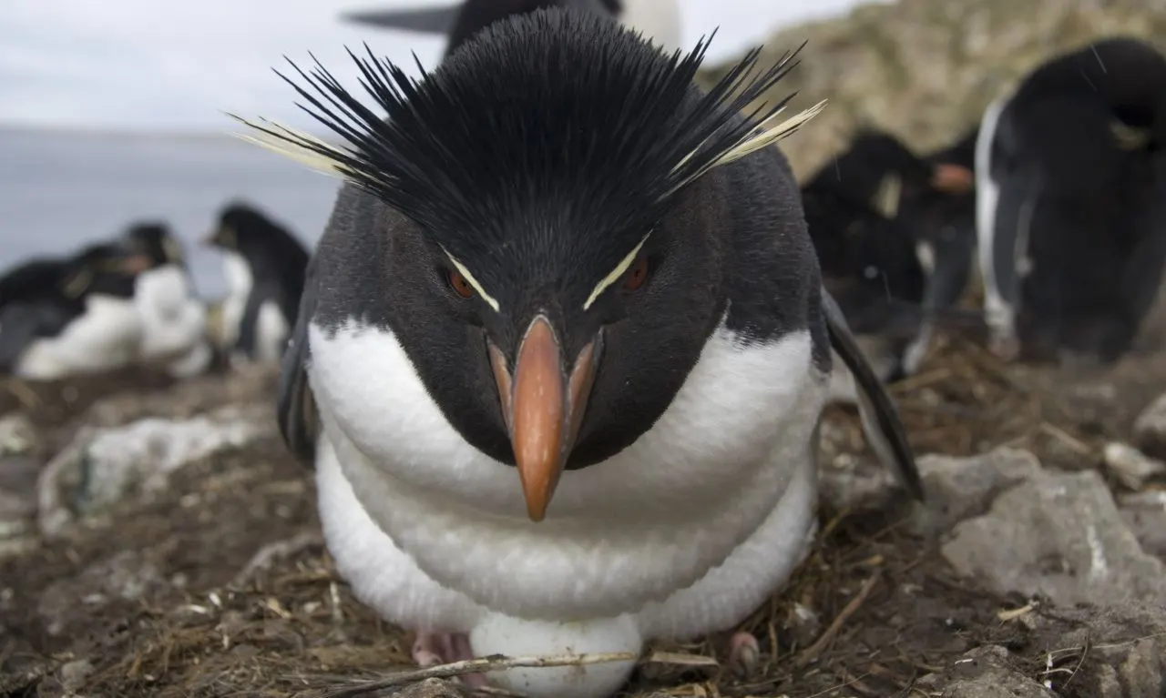 Pingüino 4