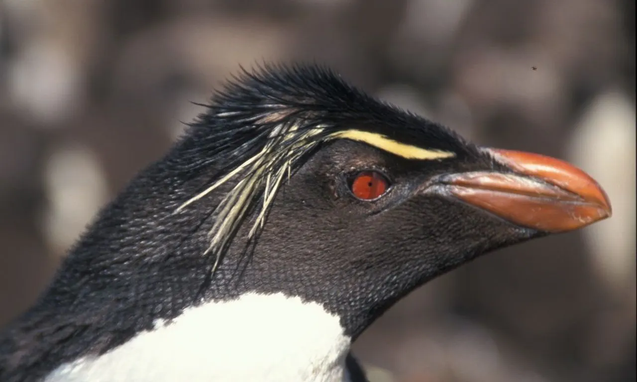 Pingüino 5