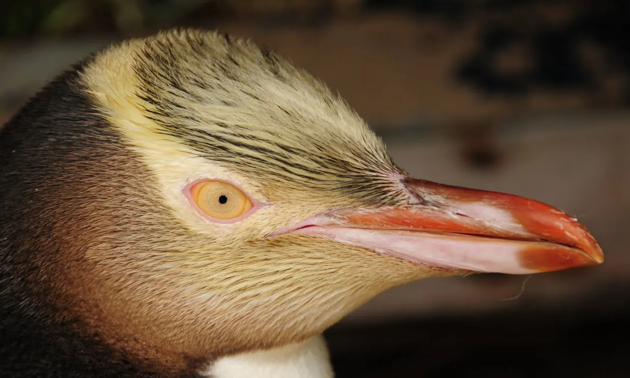 Pingüino 1