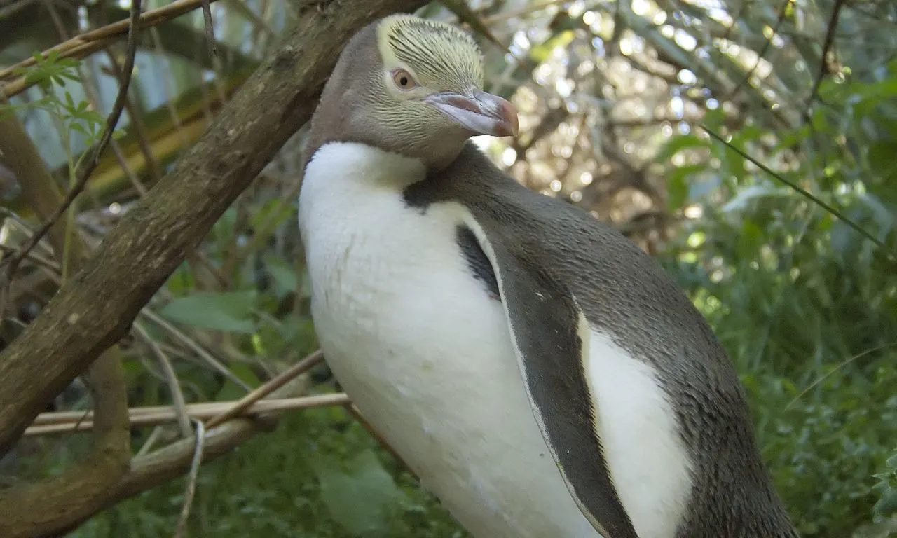 Pingüino 2