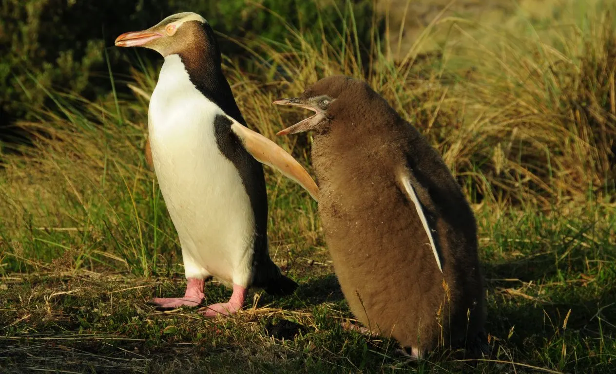 Pingüino 3