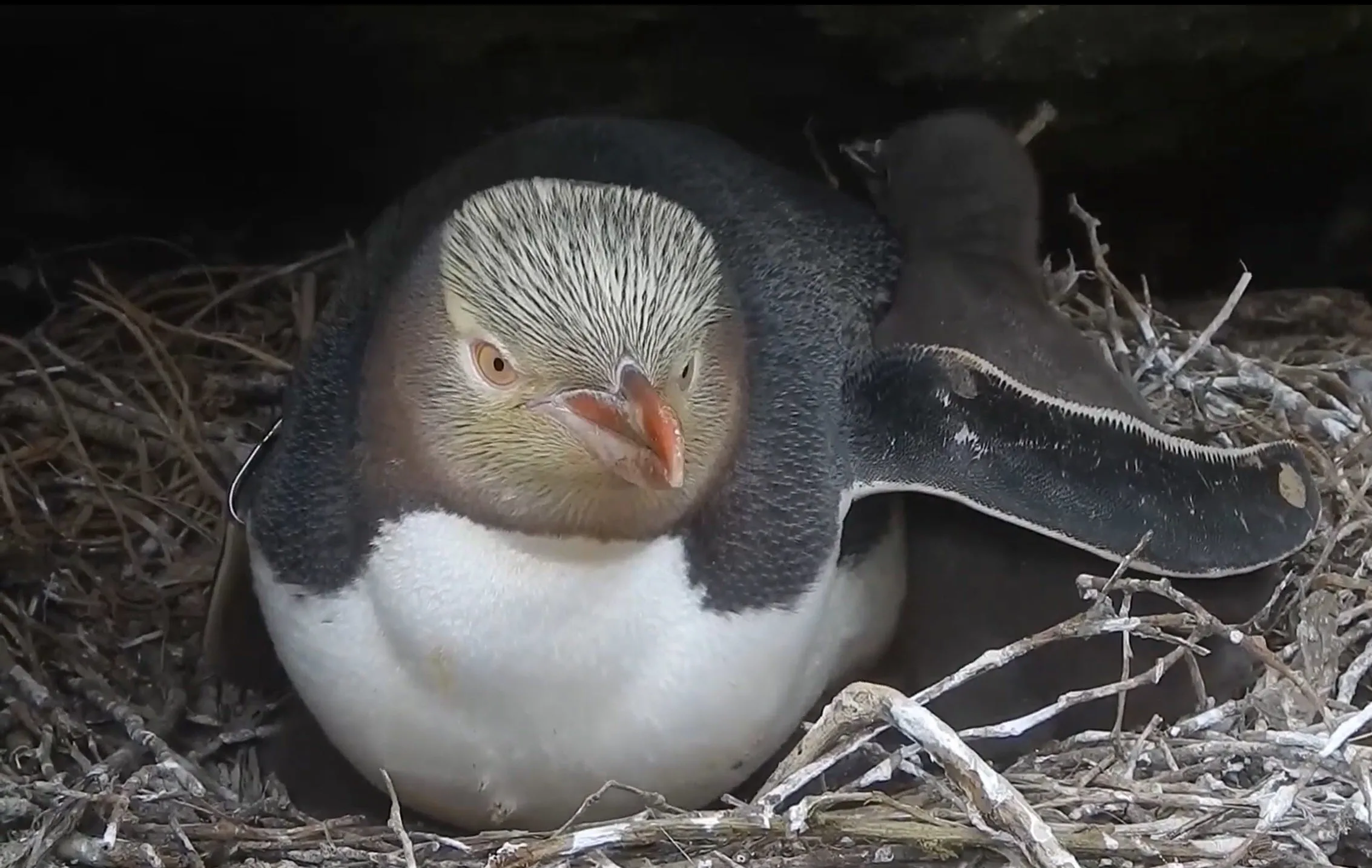 Pingüino 5